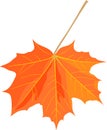 Orange autumn leaf of Norway maple or Acer platanoides